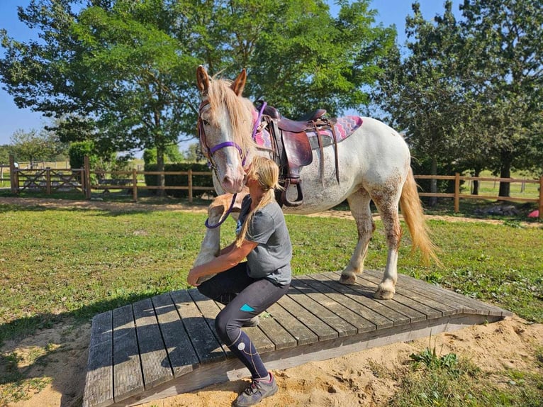 Other Breeds Mare 6 years 14,3 hh Leopard-Piebald in Linkenbach