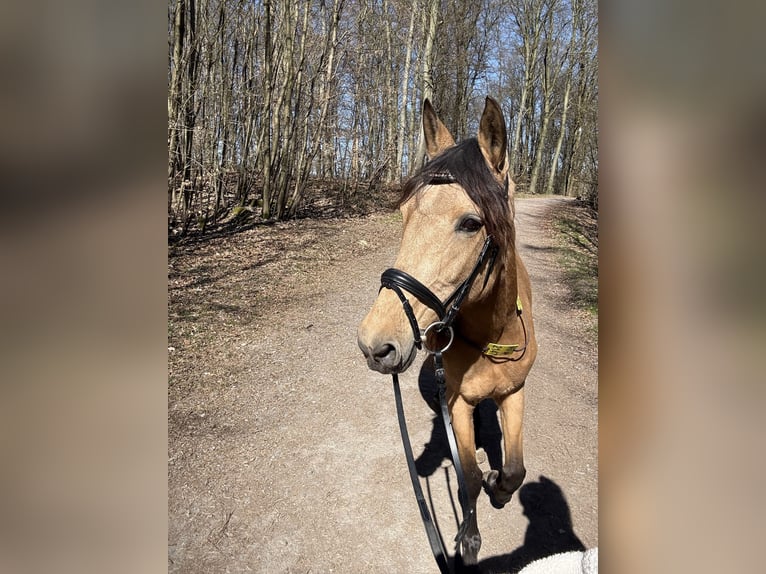 Other Breeds Mare 6 years 14,2 hh Dun in Remscheid