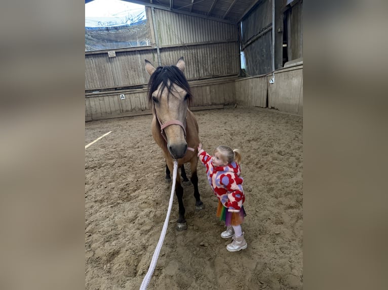 Other Breeds Mare 6 years 14,2 hh Dun in Remscheid