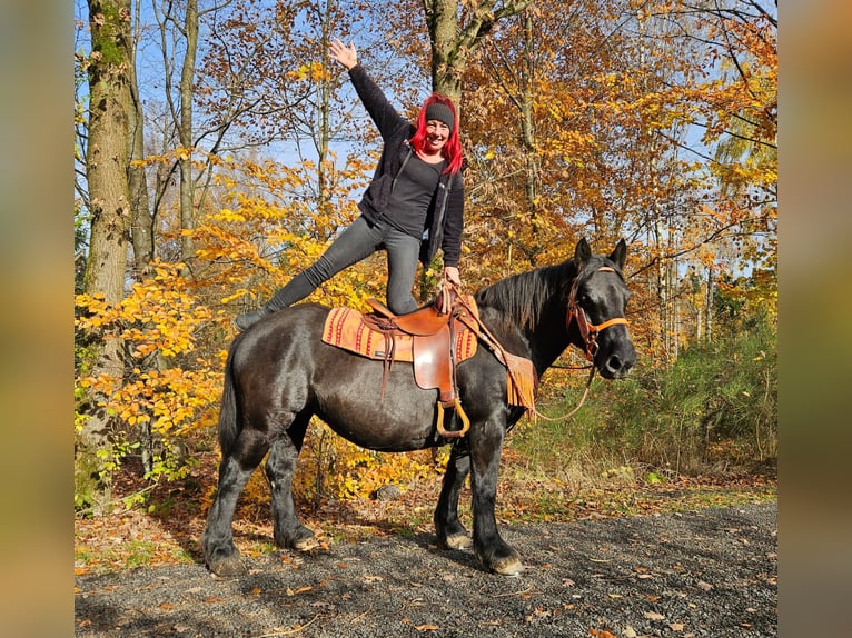 Other Breeds Mare 6 years 14,3 hh Black in Linkenbach
