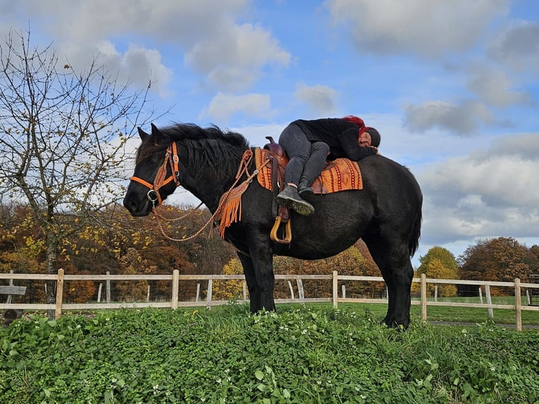 Other Breeds Mare 6 years 14,3 hh Black in Linkenbach