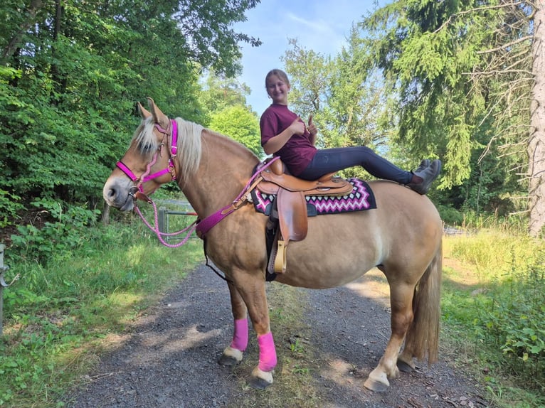 Other Breeds Mare 6 years 15.1 hh Brown in Linkenbach