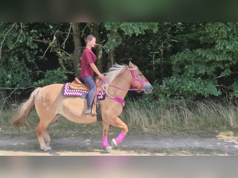Other Breeds Mare 6 years 15.1 hh Brown in Linkenbach