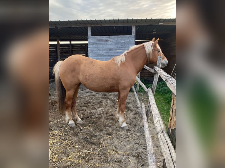 Other Breeds Mare 6 years 15,1 hh Palomino in Sacrofano