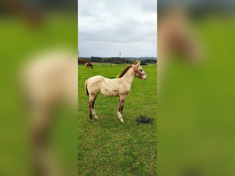 Other Breeds Mare 6 years 15,2 hh Champagne in Monstreux