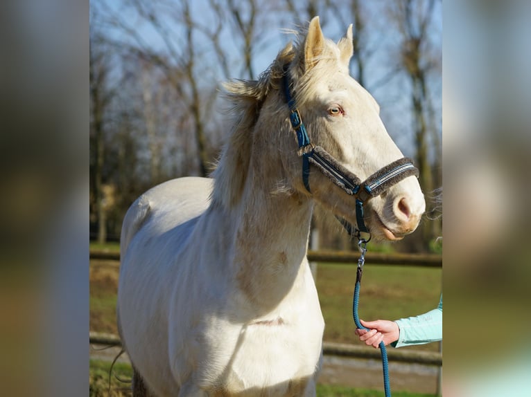 Other Breeds Mare 6 years 15,2 hh Champagne in Monstreux