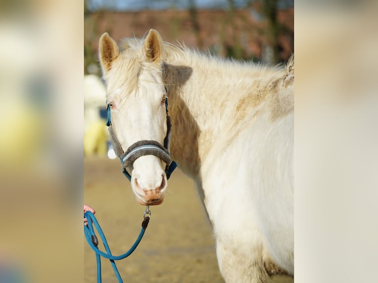 Other Breeds Mare 6 years 15,2 hh Champagne in Monstreux