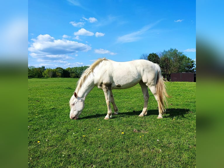 Other Breeds Mare 6 years 15,2 hh Champagne in Monstreux