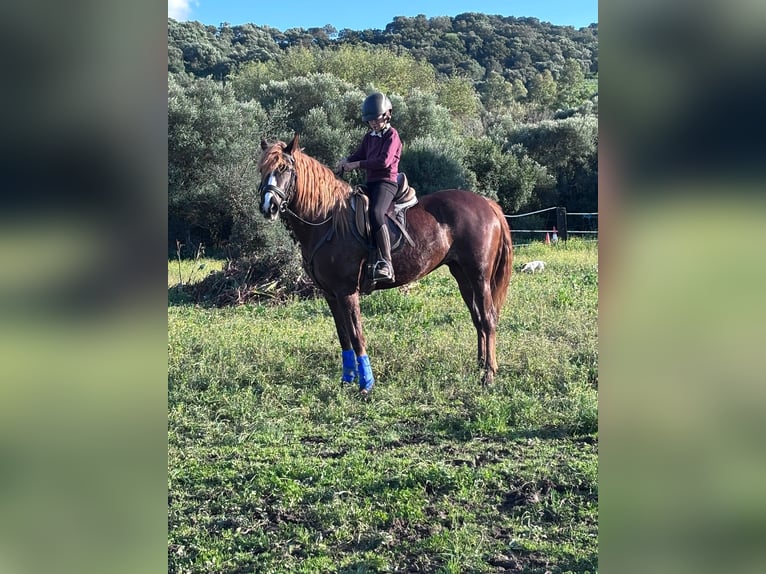 Other Breeds Mix Mare 6 years 15,2 hh Chestnut in Alcala De Los Gazules