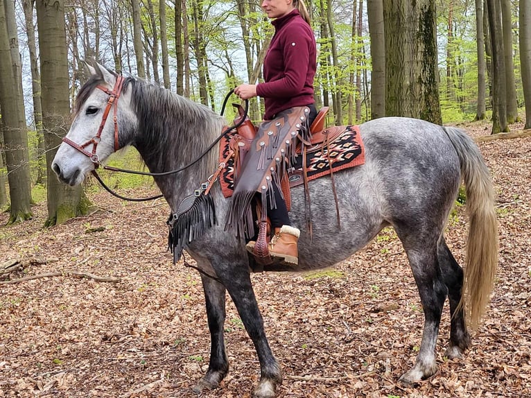 Other Breeds Mare 6 years 15,2 hh Gray-Dapple in Linkenbach
