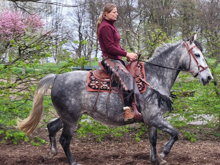 Other Breeds Mare 6 years 15,2 hh Gray-Dapple in Linkenbach