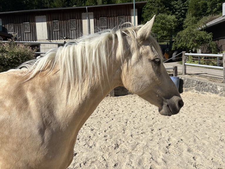 Other Breeds Mare 6 years 15.2 hh Pearl in Laussa
