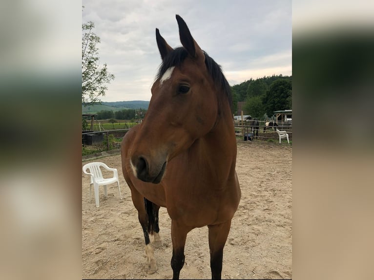 Other Breeds Mare 6 years 15.3 hh Brown in Backnang
