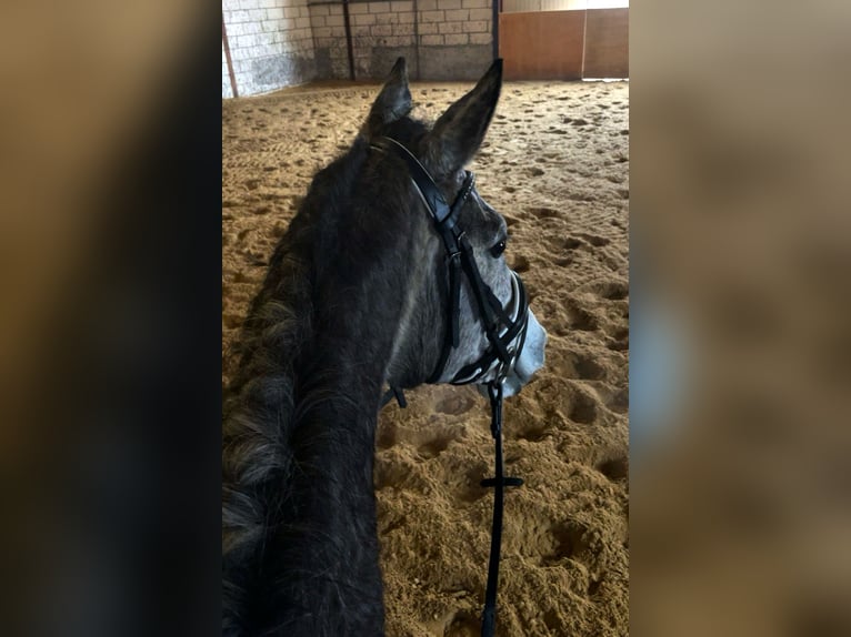 Other Breeds Mare 6 years 15,3 hh Gray in Venray