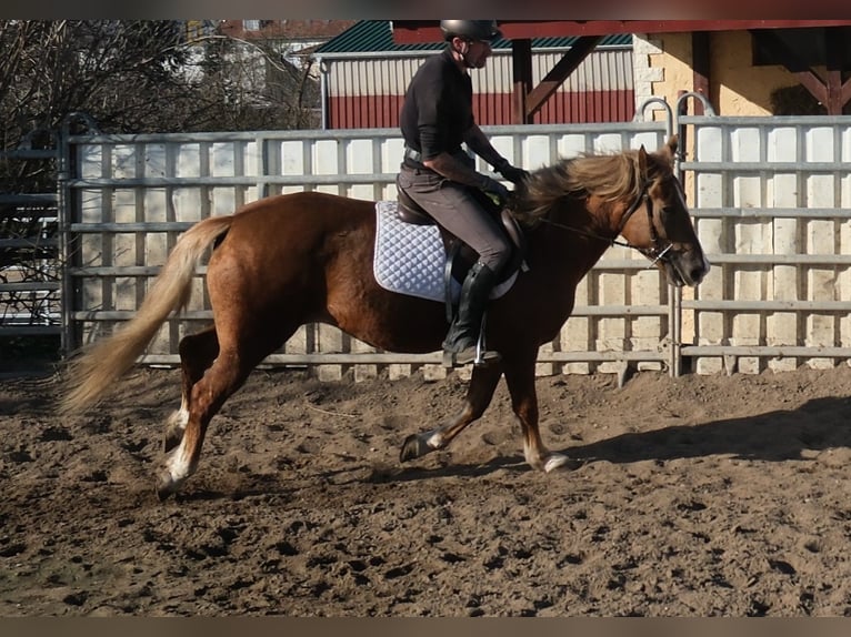 Other Breeds Mare 6 years 15 hh Chestnut-Red in Buttstädt