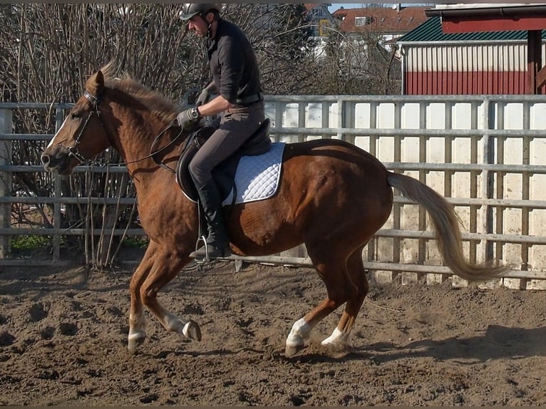 Other Breeds Mare 6 years 15 hh Chestnut-Red in Buttstädt