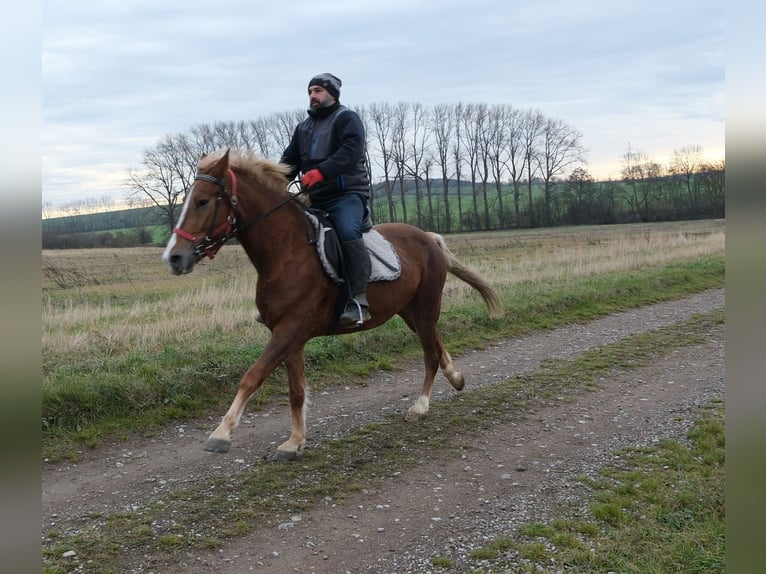Other Breeds Mare 6 years 15 hh Chestnut-Red in Buttstädt