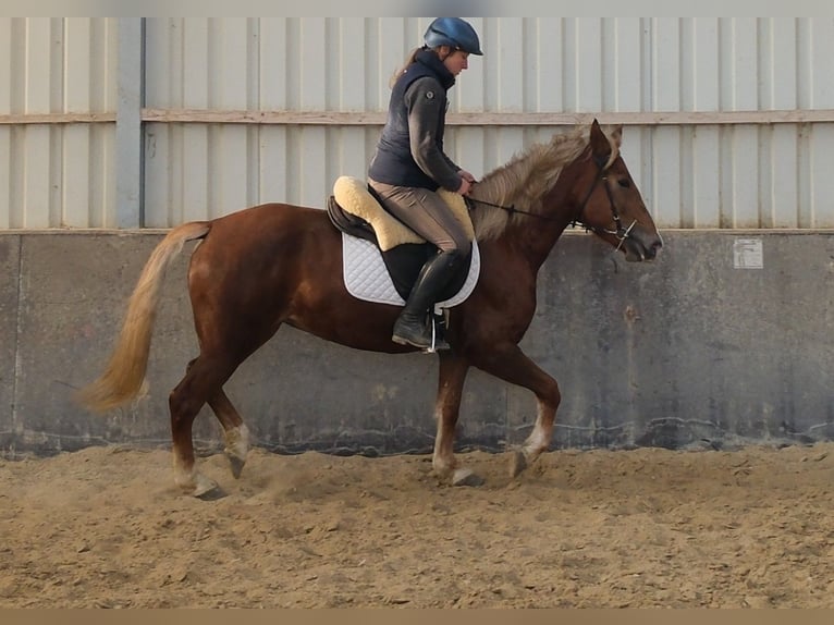 Other Breeds Mare 6 years 15 hh Chestnut-Red in Buttstädt
