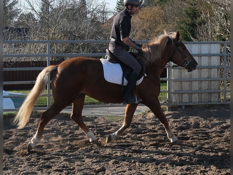Other Breeds Mare 6 years 15 hh Chestnut-Red in Buttstädt