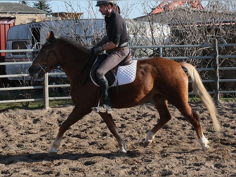 Other Breeds Mare 6 years 15 hh Chestnut-Red in Buttstädt