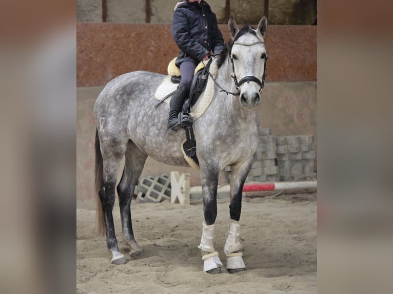 Other Breeds Mare 6 years 15 hh Gray in Schwäbisch Gmünd