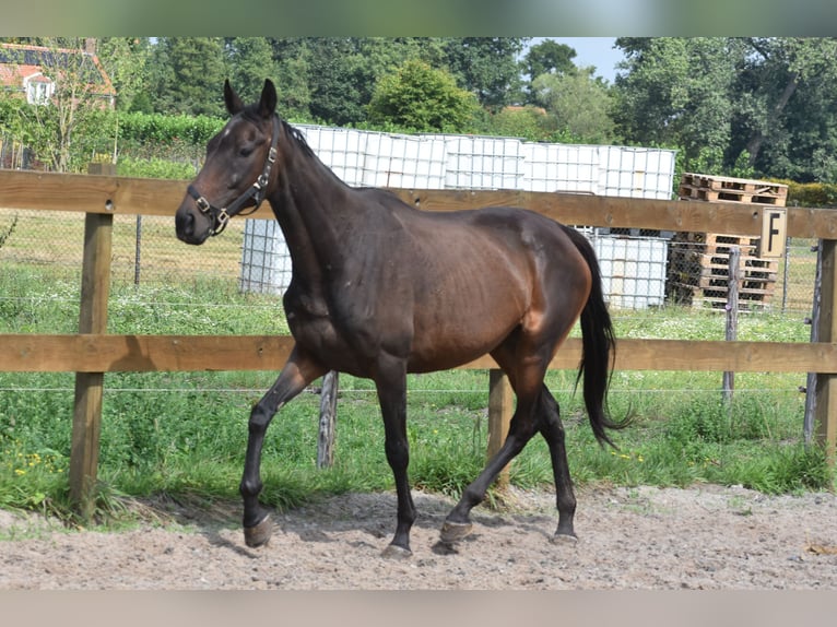 Other Breeds Mare 6 years 15,1 hh Bay-Dark in Achtmaal