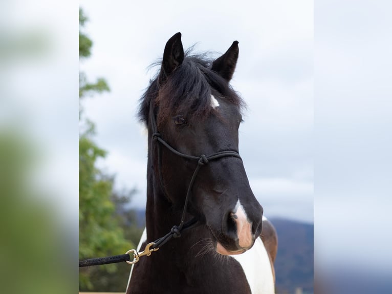Other Breeds Mix Mare 6 years 15,1 hh Pinto in Izola/Isola