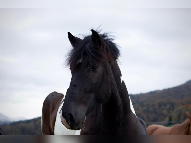 Other Breeds Mix Mare 6 years 15,1 hh Pinto in Izola/Isola