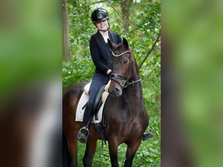 Other Breeds Mare 6 years 15,2 hh Bay-Dark in Nettersheim