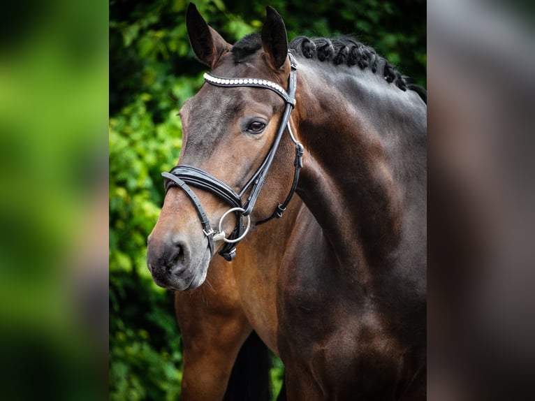 Other Breeds Mare 6 years 15,2 hh Bay-Dark in Nettersheim