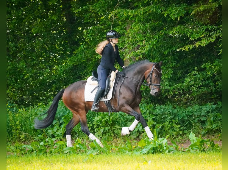 Other Breeds Mare 6 years 15,2 hh Bay-Dark in Nettersheim