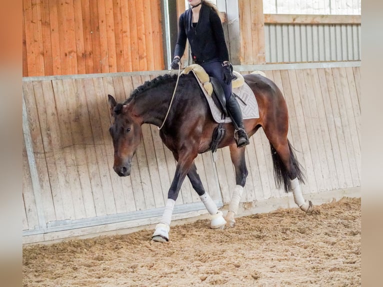 Other Breeds Mare 6 years 15,2 hh Bay-Dark in Nettersheim