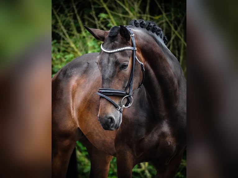 Other Breeds Mare 6 years 15,2 hh Bay-Dark in Nettersheim