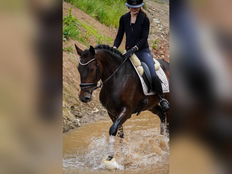 Other Breeds Mare 6 years 15,2 hh Bay-Dark in Nettersheim