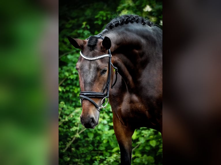 Other Breeds Mare 6 years 15,2 hh Bay-Dark in Nettersheim