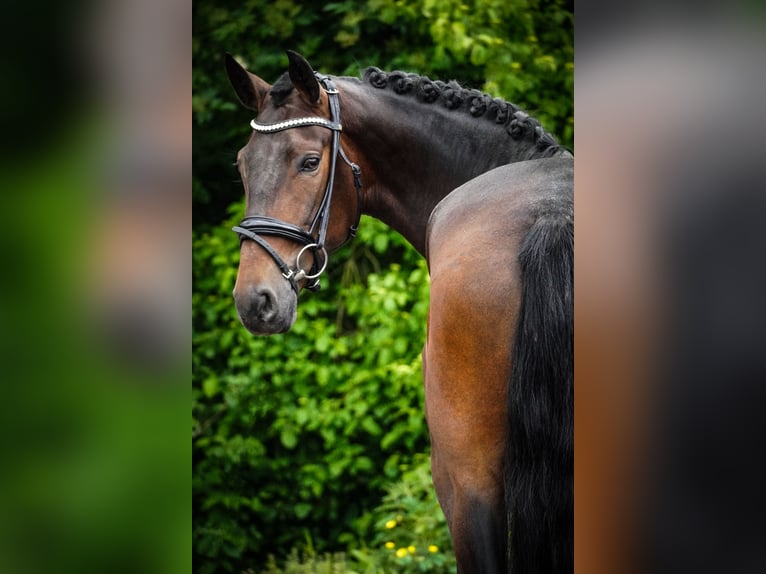 Other Breeds Mare 6 years 15,2 hh Bay-Dark in Nettersheim