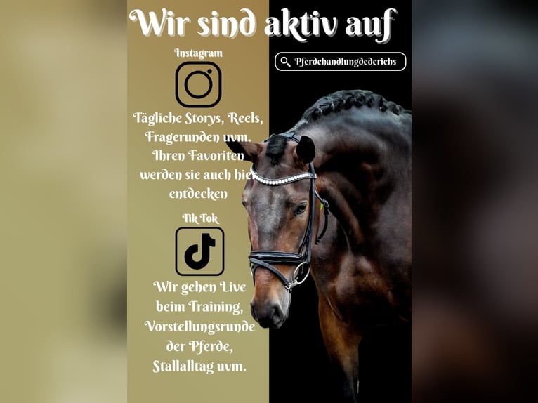 Other Breeds Mare 6 years 15,2 hh Bay-Dark in Nettersheim