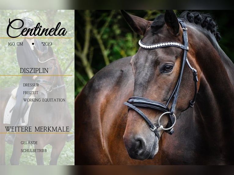 Other Breeds Mare 6 years 15,2 hh Bay-Dark in Nettersheim