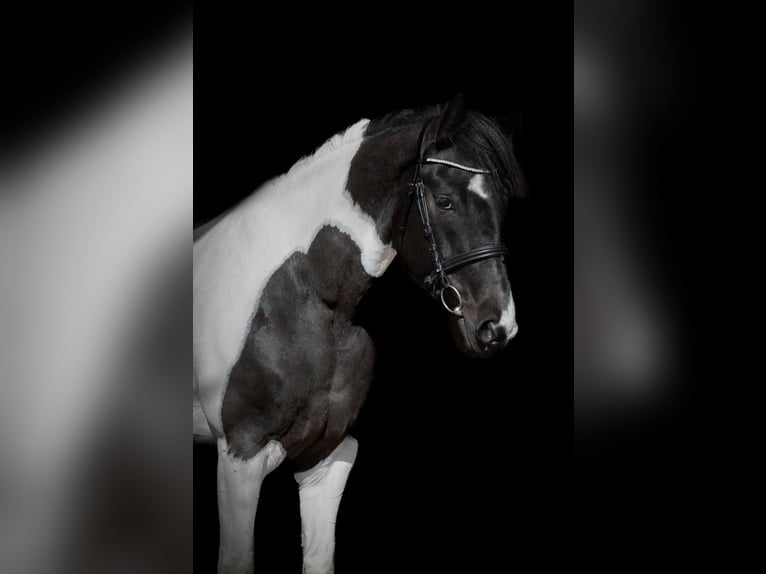 Other Breeds Mare 6 years 15,2 hh Pinto in Vilnius