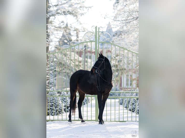 Other Breeds Mare 6 years 15,3 hh Bay-Dark in Le Mans
