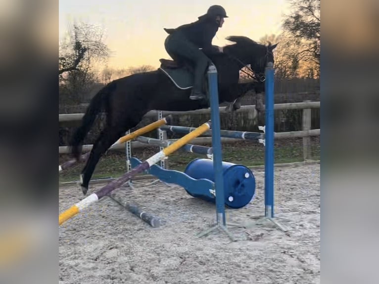 Other Breeds Mare 6 years 15,3 hh Bay-Dark in Le Mans