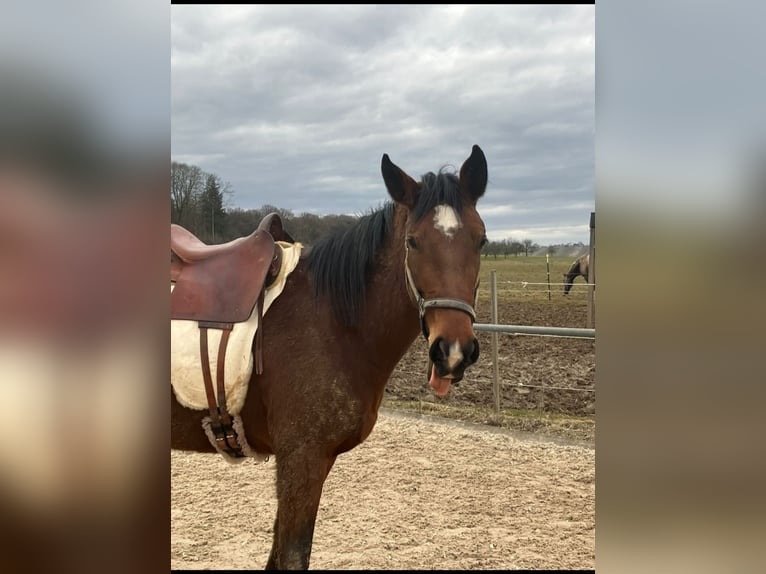 Other Breeds Mare 6 years 15,3 hh Brown in Backnang