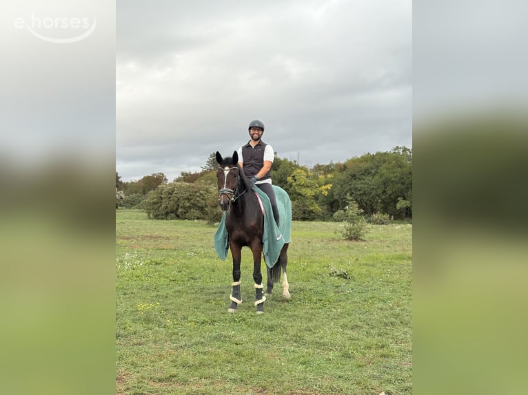 Other Breeds Mare 6 years 16.1 hh Bay-Dark in Sezana