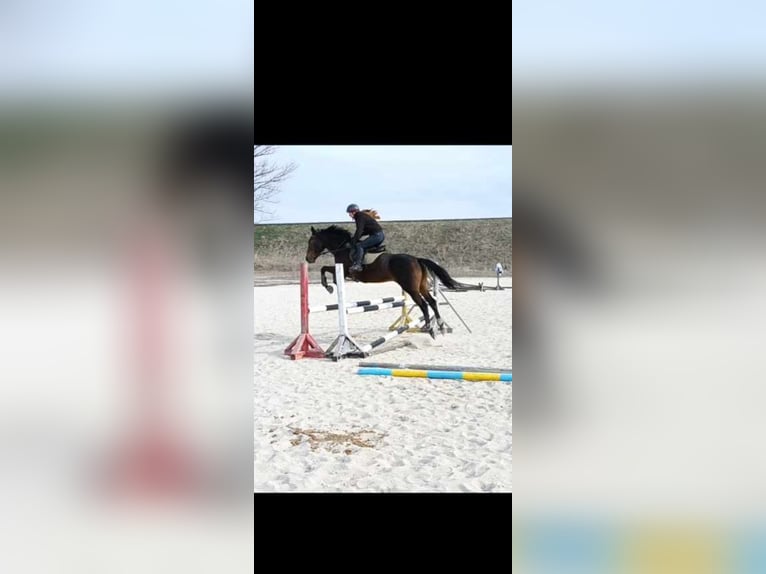 Other Breeds Mare 6 years 16,1 hh Black in Dobrich