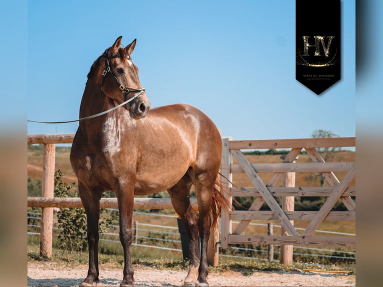 Other Breeds Mare 6 years 16.1 hh Dun in Grury