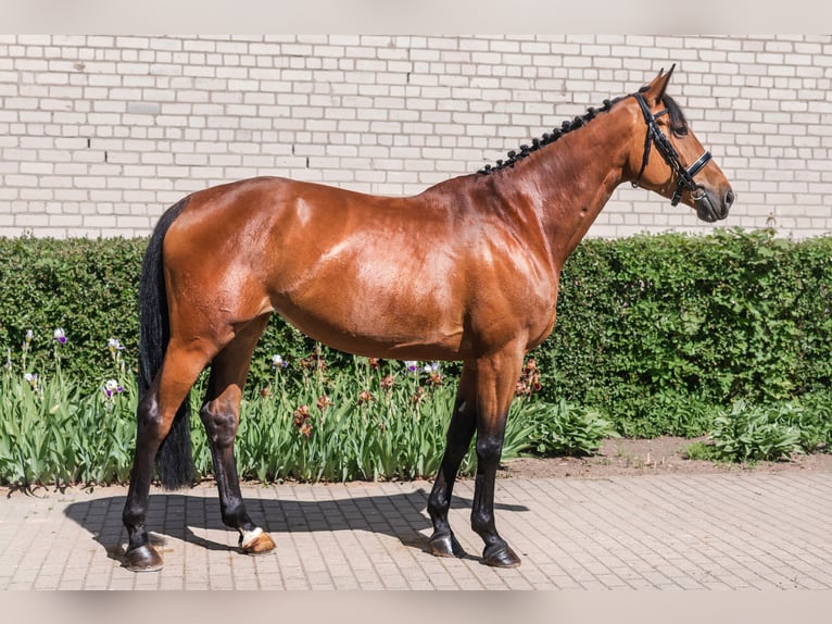 Other Breeds Mare 6 years 16,2 hh Bay in Vilnius