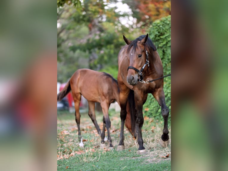 Other Breeds Mare 6 years 16 hh Bay in Ruse