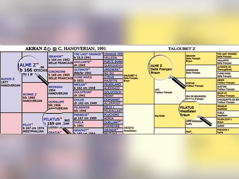 Other Breeds Mare 6 years 16 hh Bay in Ruse