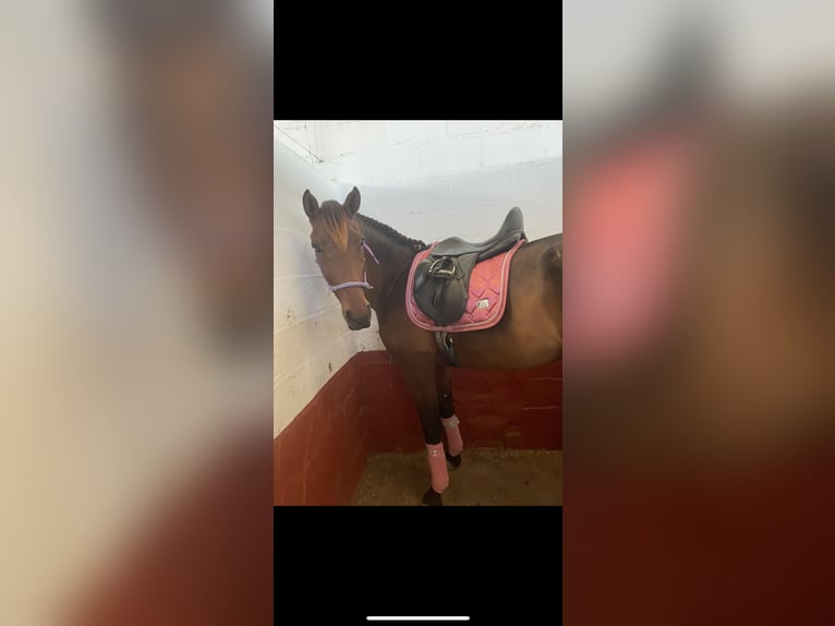 Other Breeds Mix Mare 6 years 16 hh Bay in Jerez de la Frontera