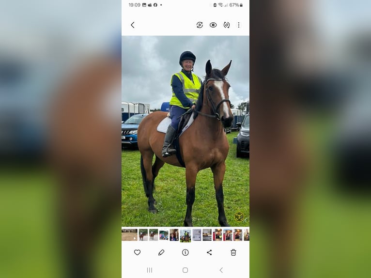 Other Breeds Mare 6 years 16 hh Bay in Devon